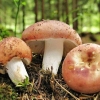 Russula: kako zamrznuti ili sušiti, skladištenje, recepti za zimu